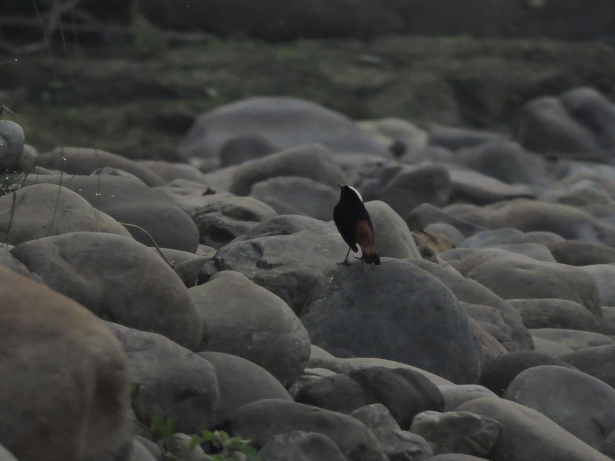 White-capped Redstart - ML127576671