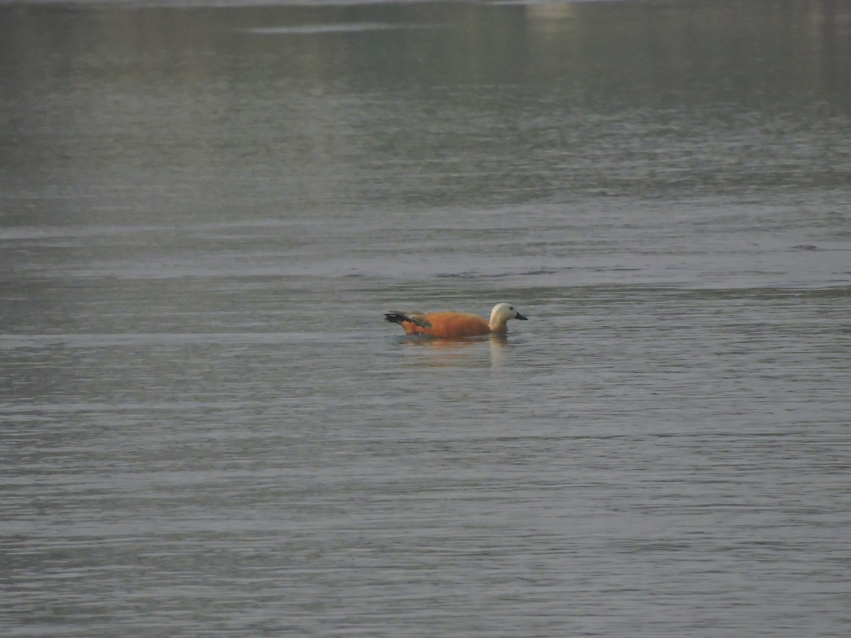 Ruddy Shelduck - ML127576741