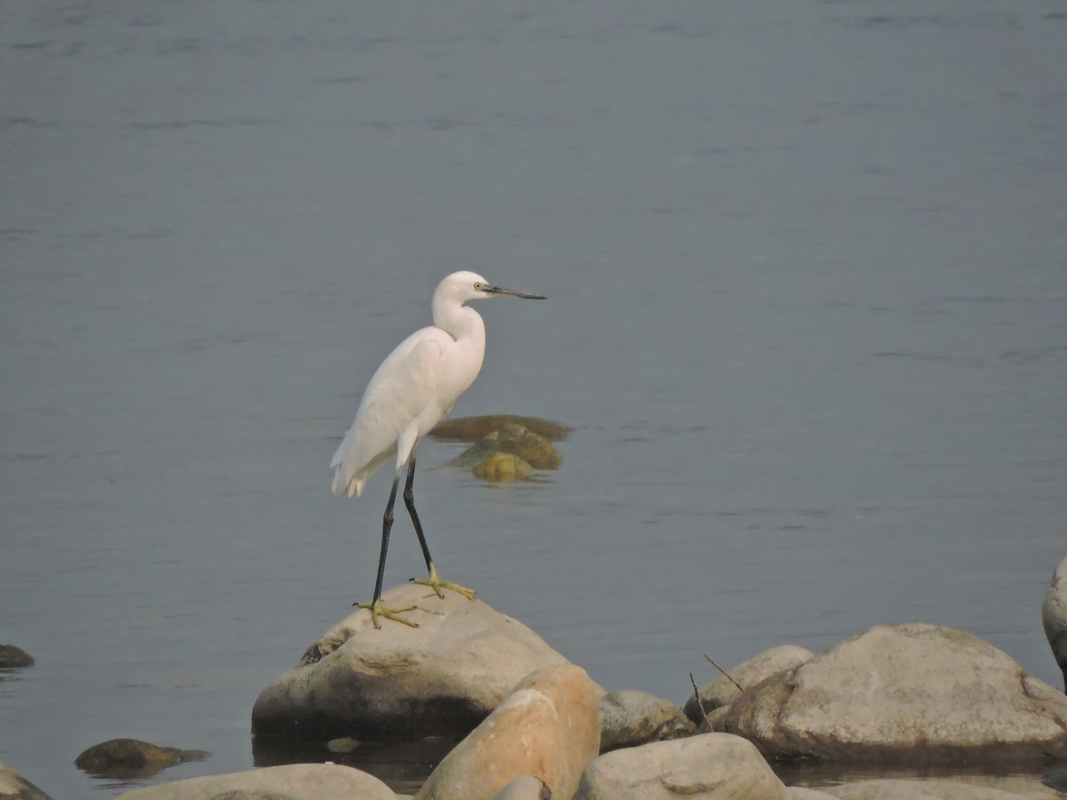 Little Egret - ML127576771