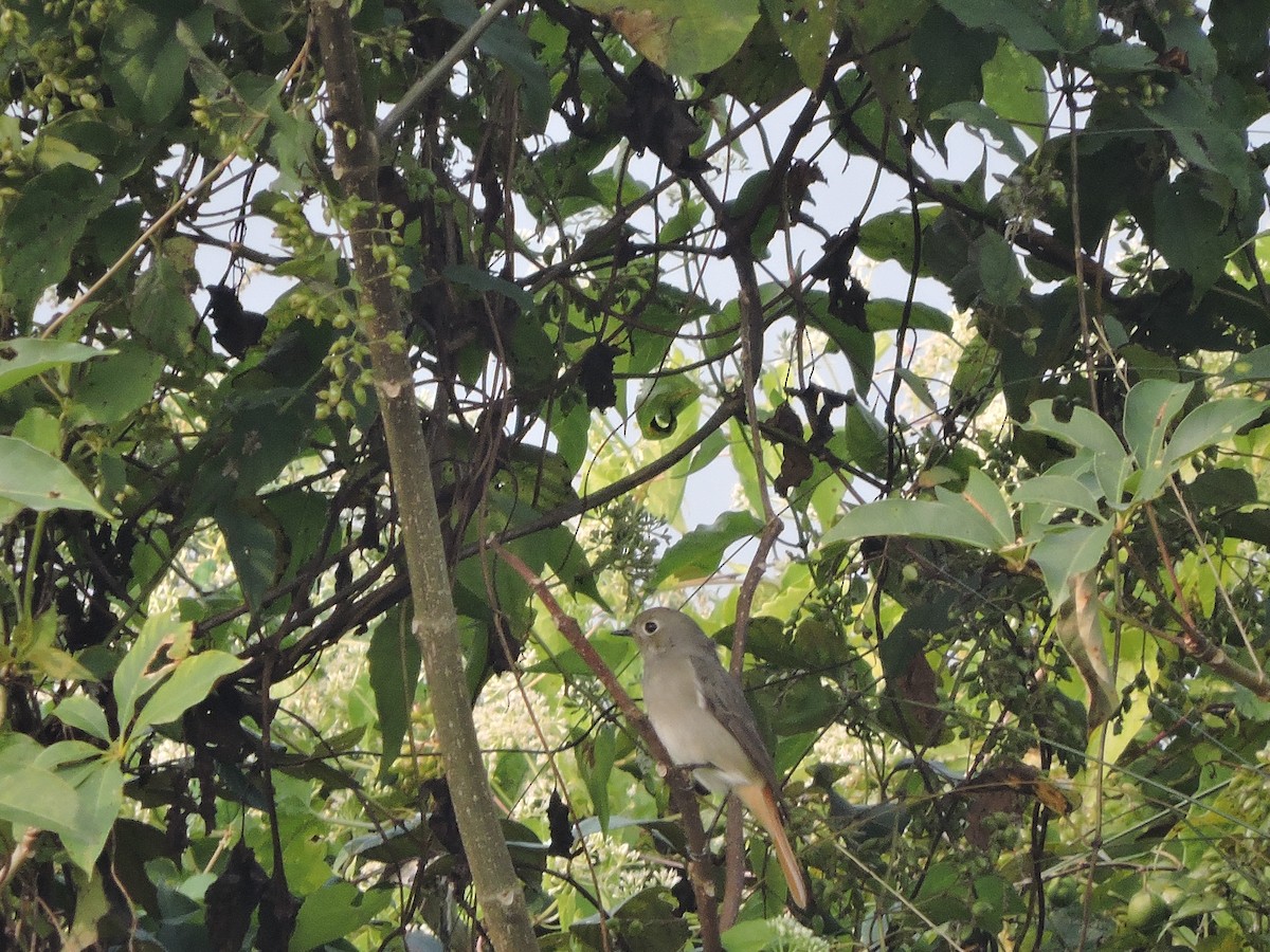 Hodgson's Redstart - ML127576791