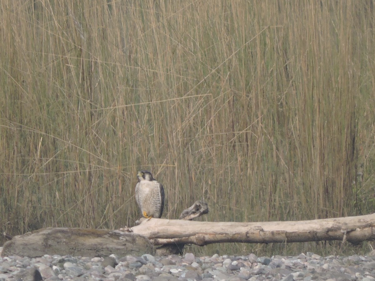 Peregrine Falcon - ML127576821