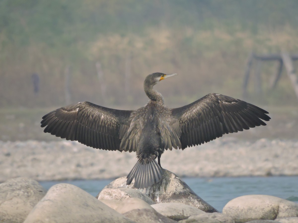 Great Cormorant - ML127576841