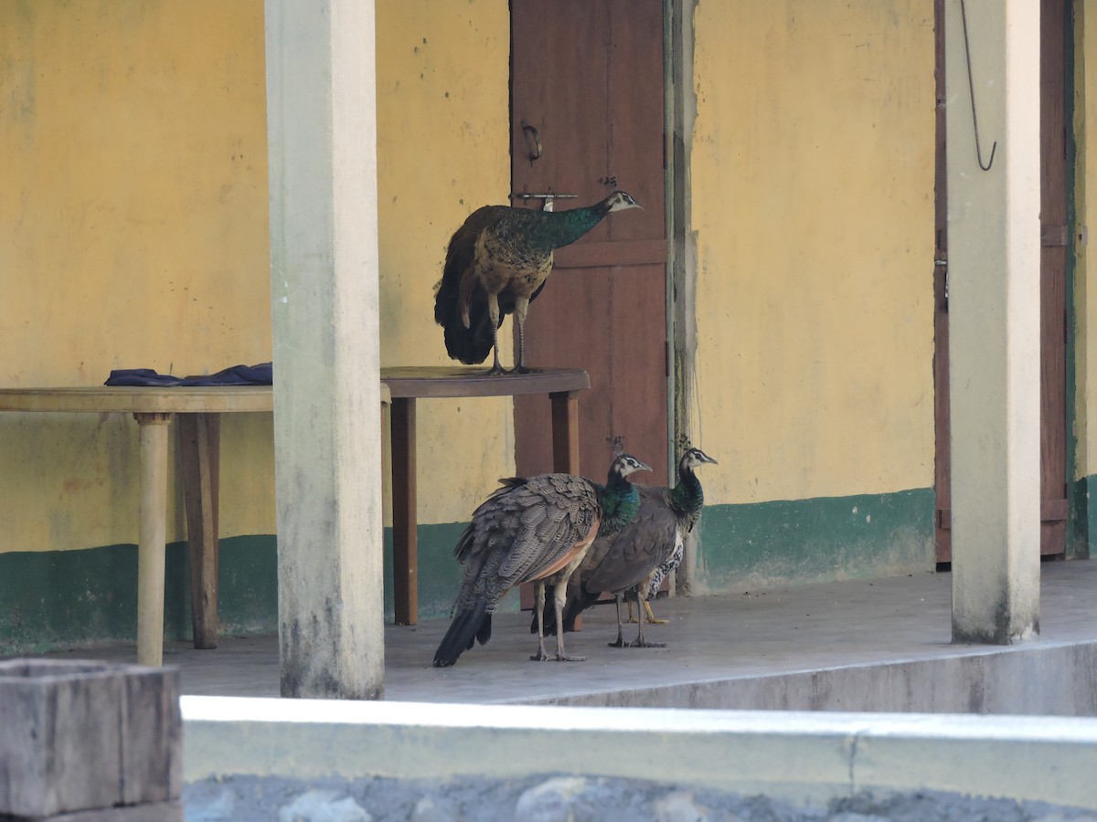 Indian Peafowl - ML127578741