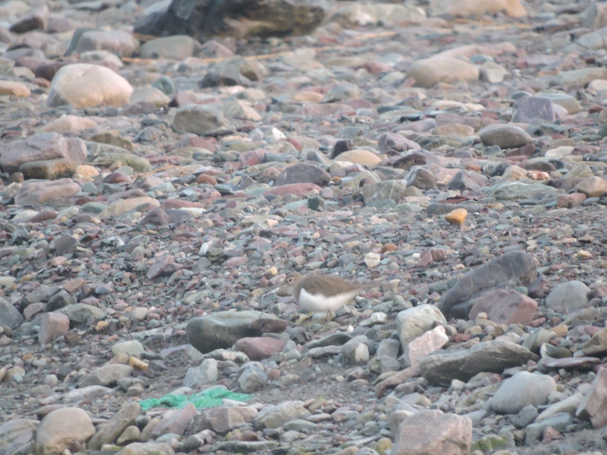 Common Sandpiper - ML127579971