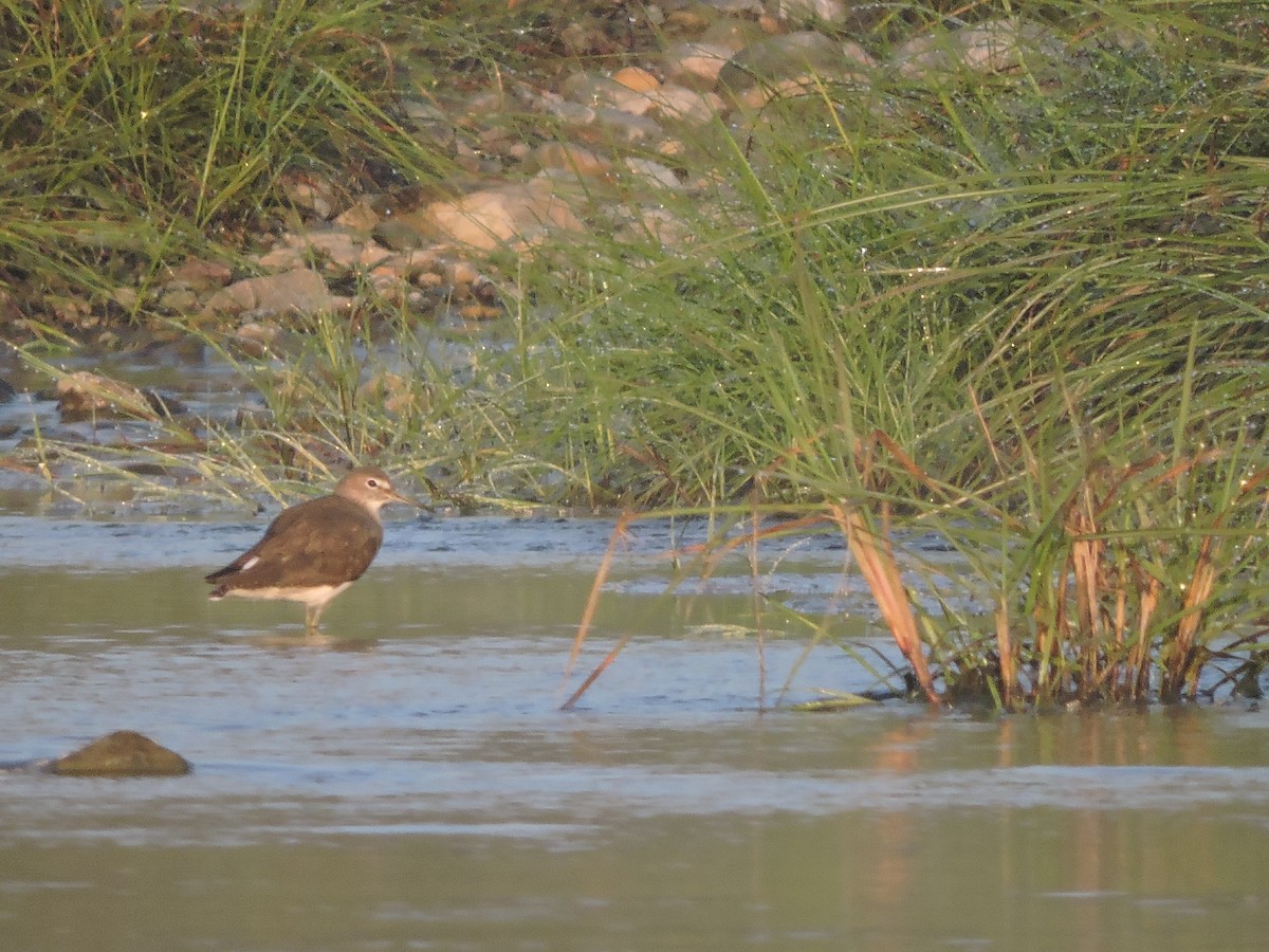 Green Sandpiper - ML127579981