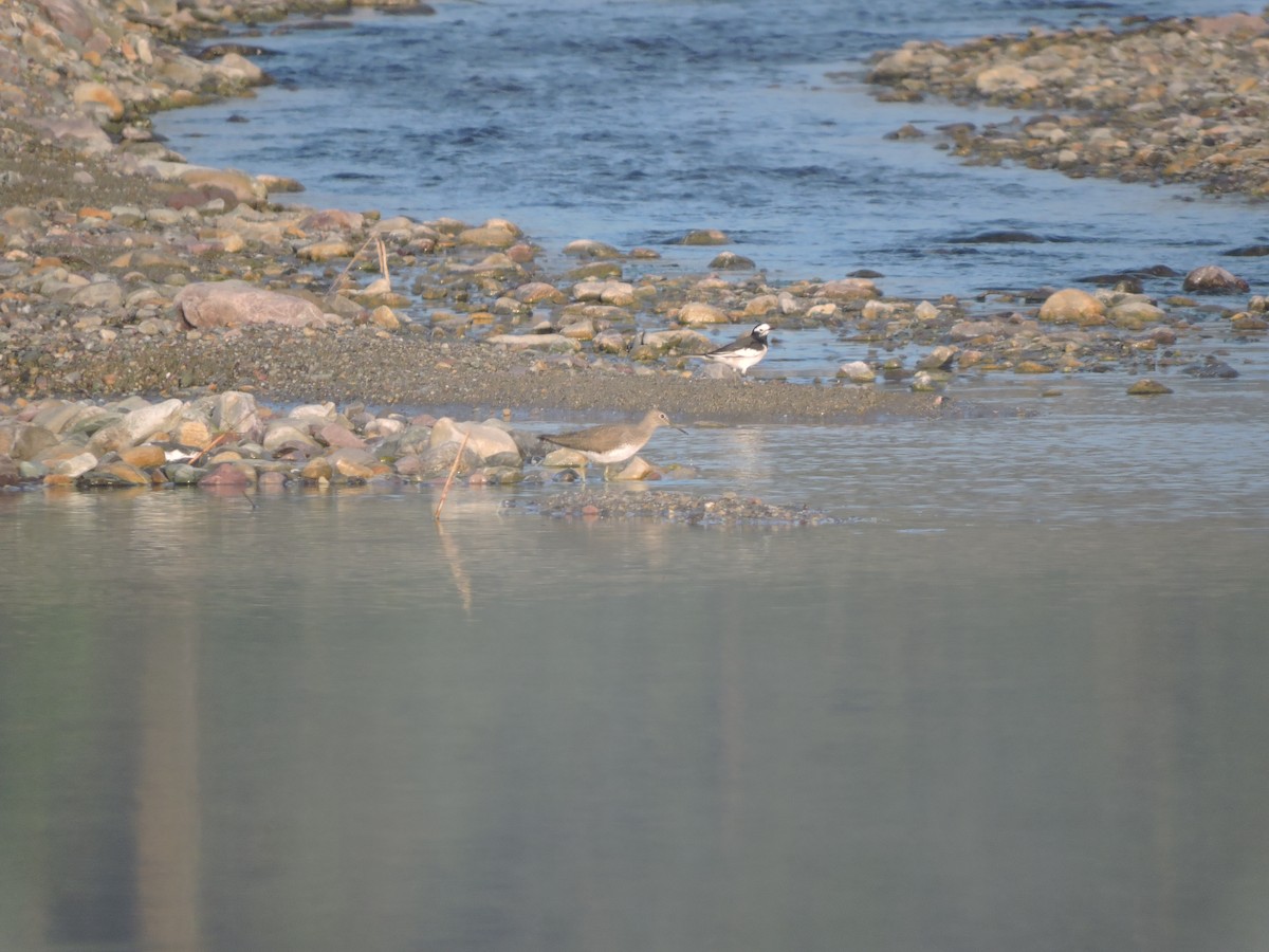 Green Sandpiper - ML127579991