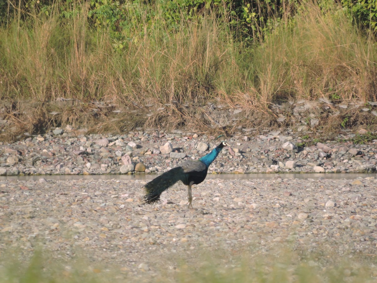 Indian Peafowl - ML127580001