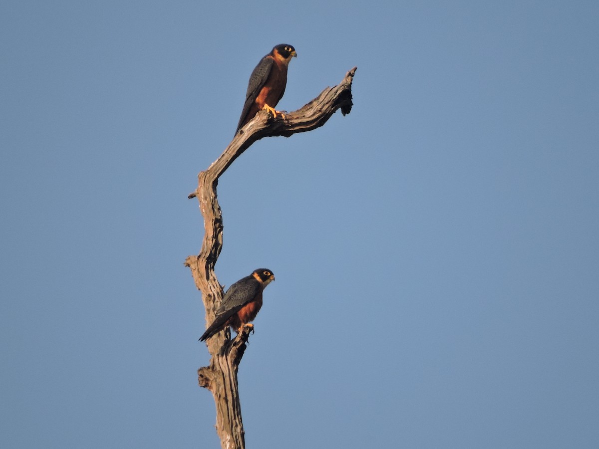 Oriental Hobby - Jaydev Mandal