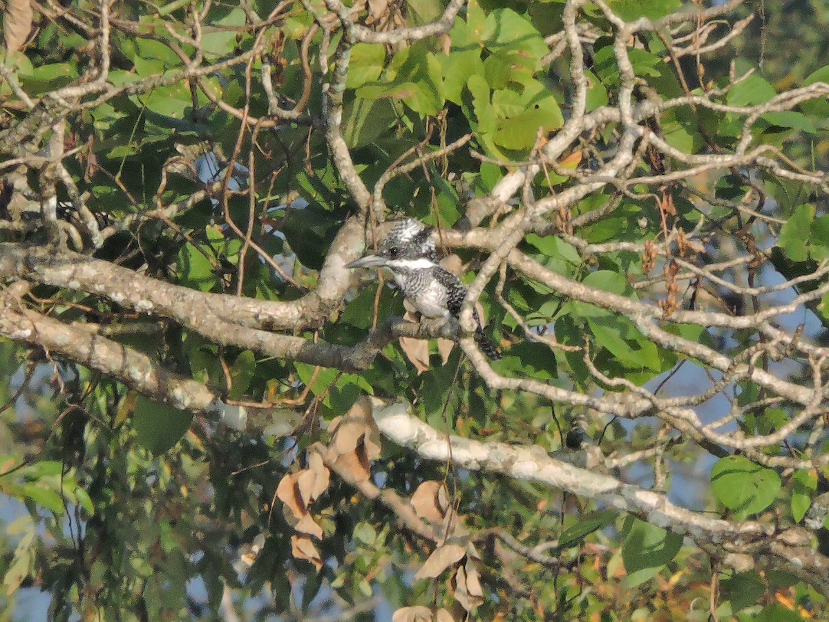 Crested Kingfisher - ML127580131