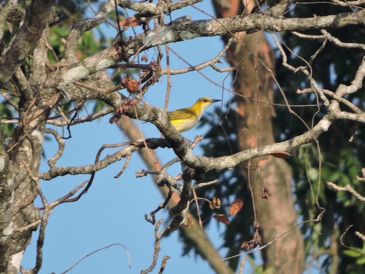 Black-naped Oriole - ML127580161