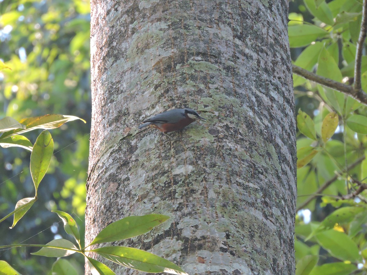 Chestnut-bellied Nuthatch - ML127580201