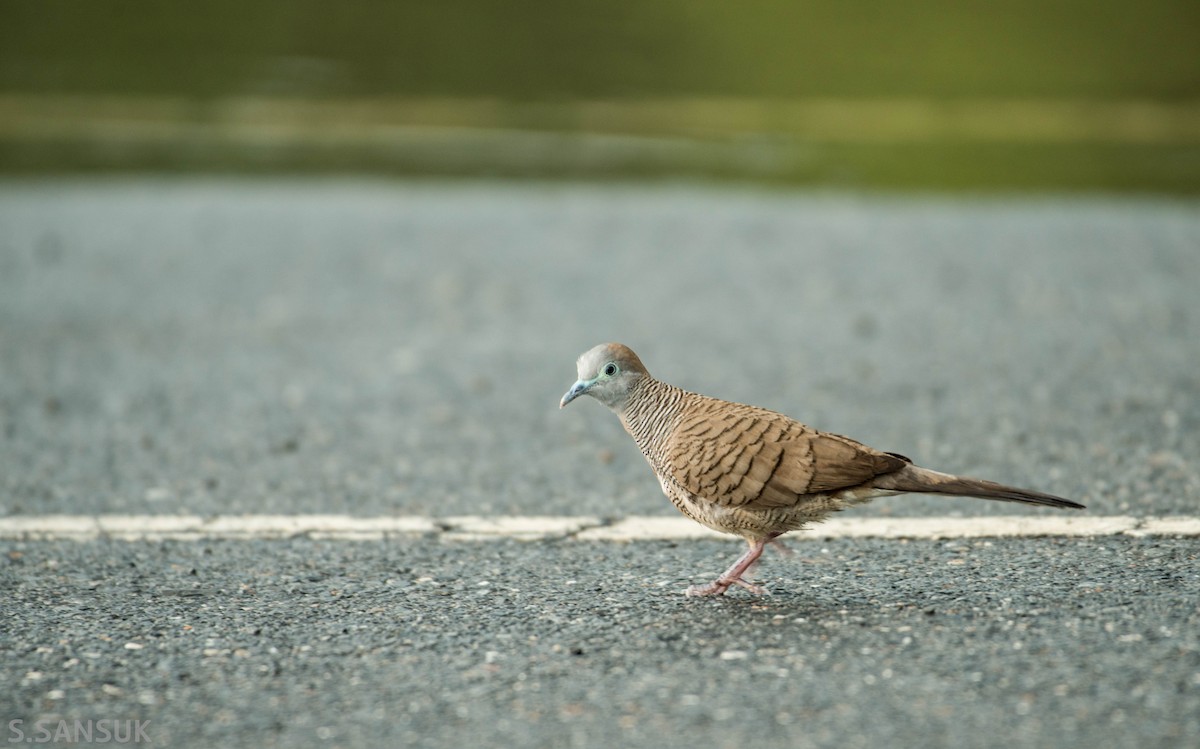 Zebra Dove - Sakkarin Sansuk