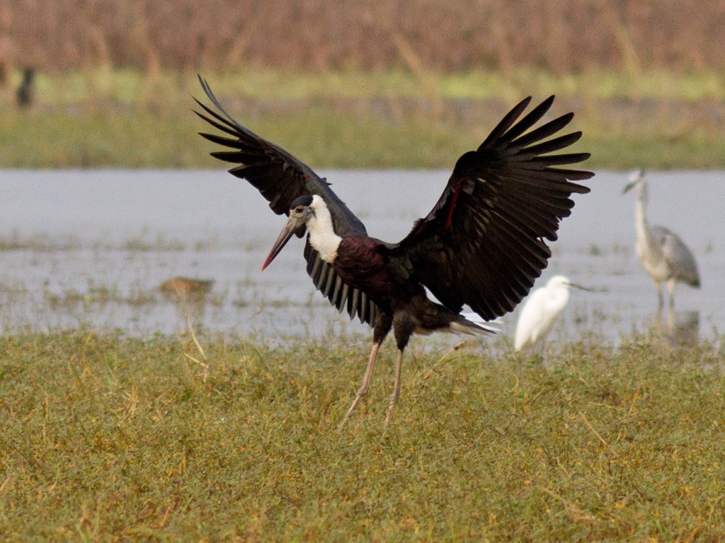 Asian Woolly-necked Stork - Frode Falkenberg