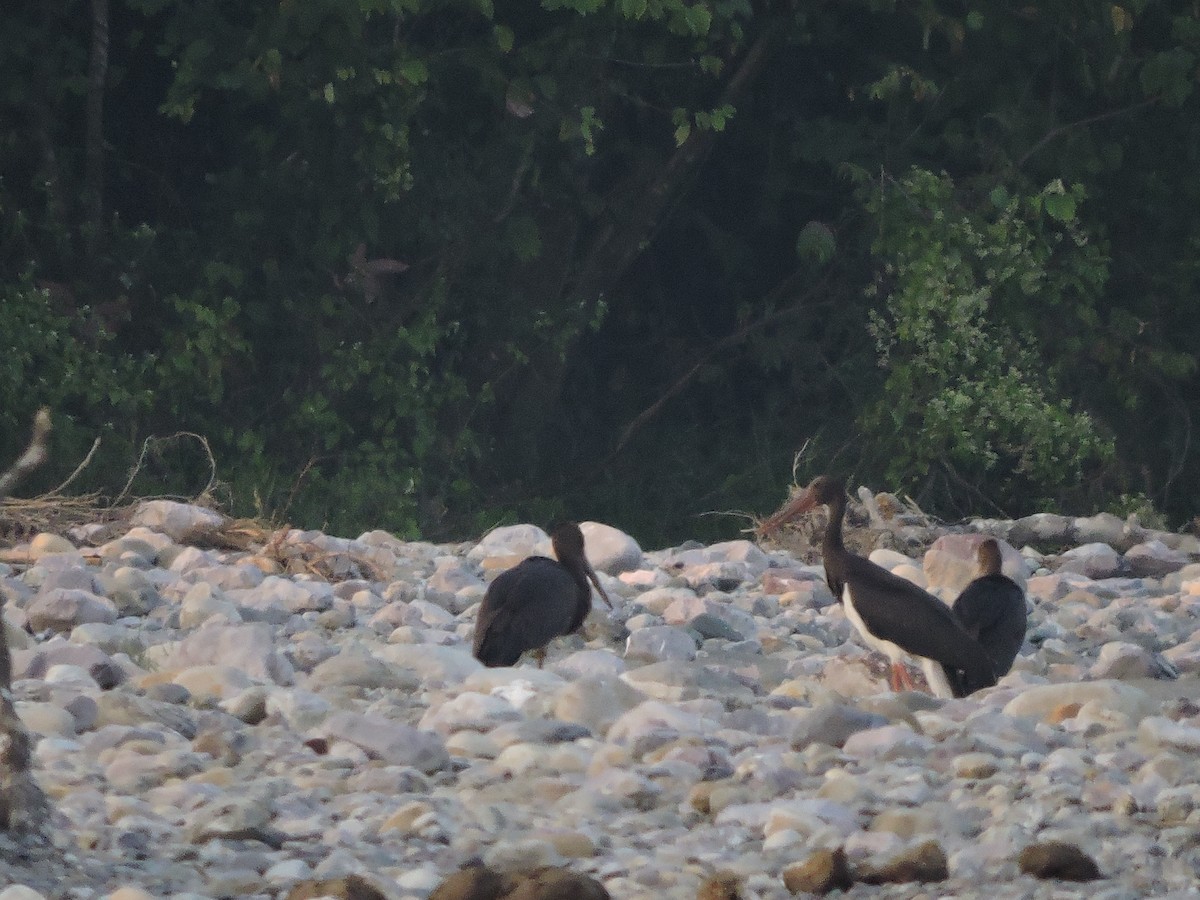 Black Stork - ML127581061