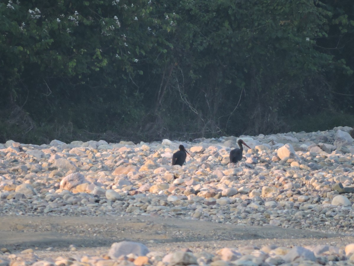 Black Stork - Jaydev Mandal