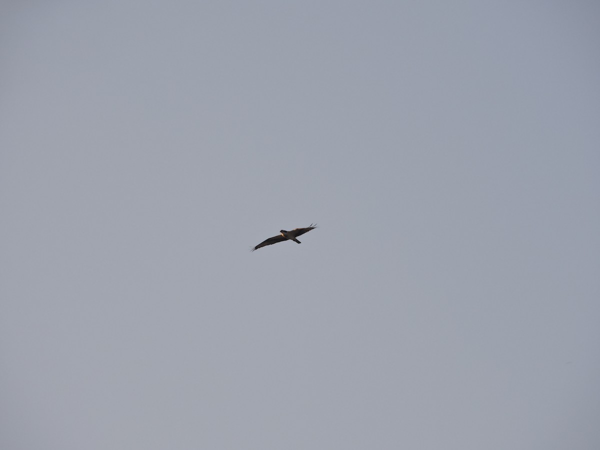 Osprey - ML127581101