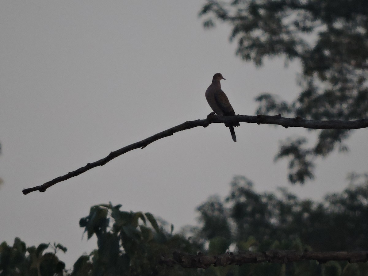 Oriental Turtle-Dove - ML127581121