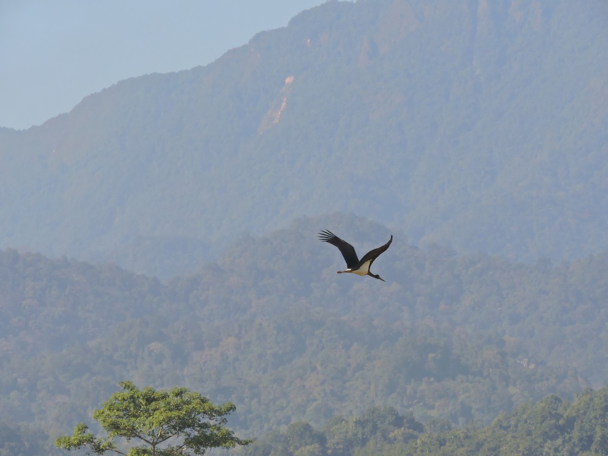 Black Stork - ML127581491