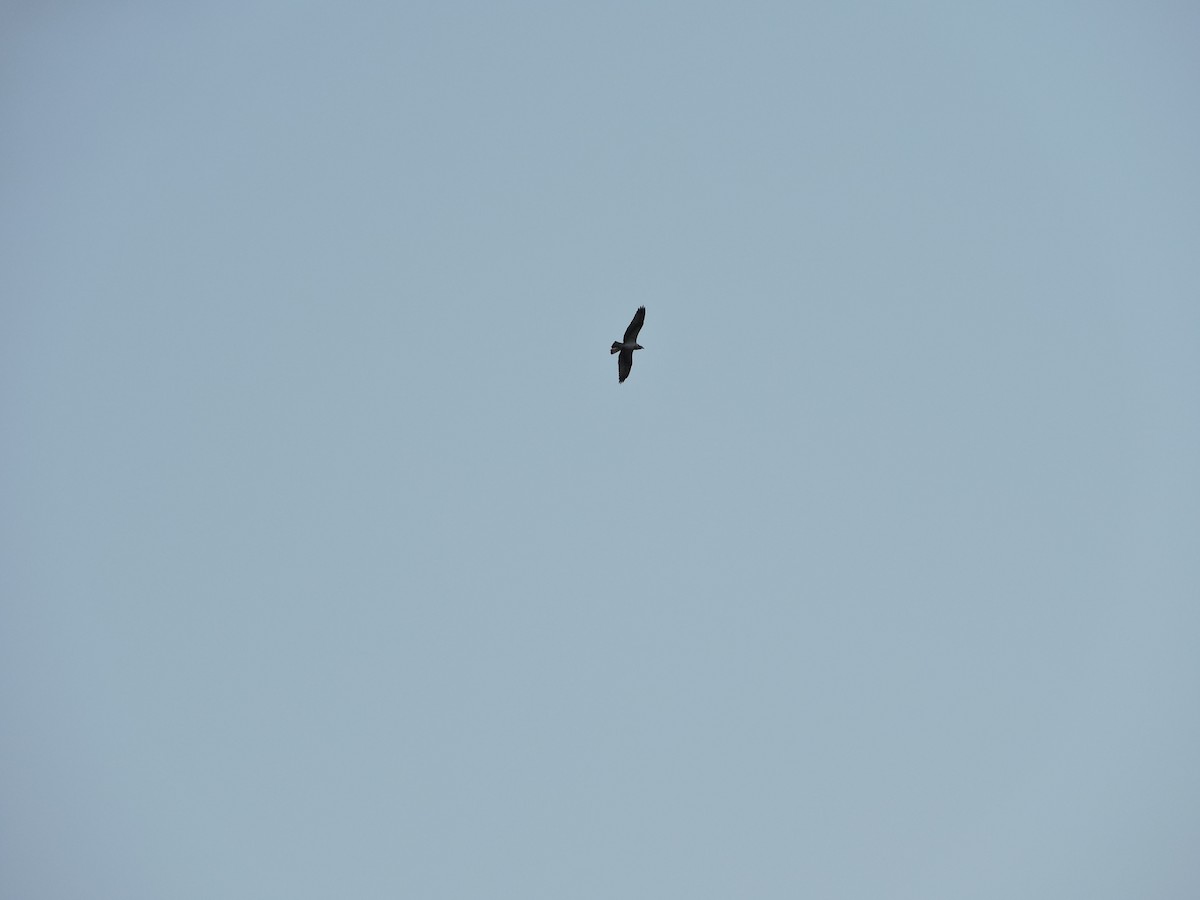 Osprey - ML127581521