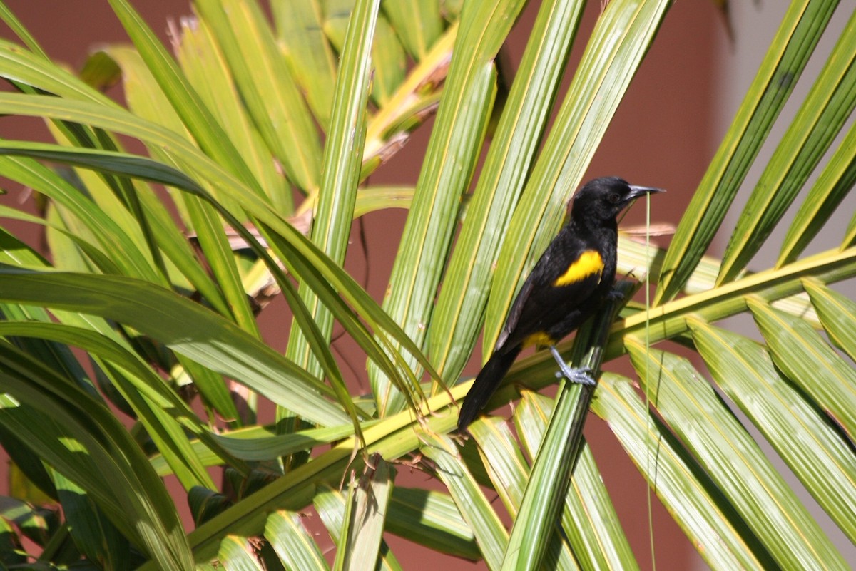 Puerto Rican Oriole - ML127581761