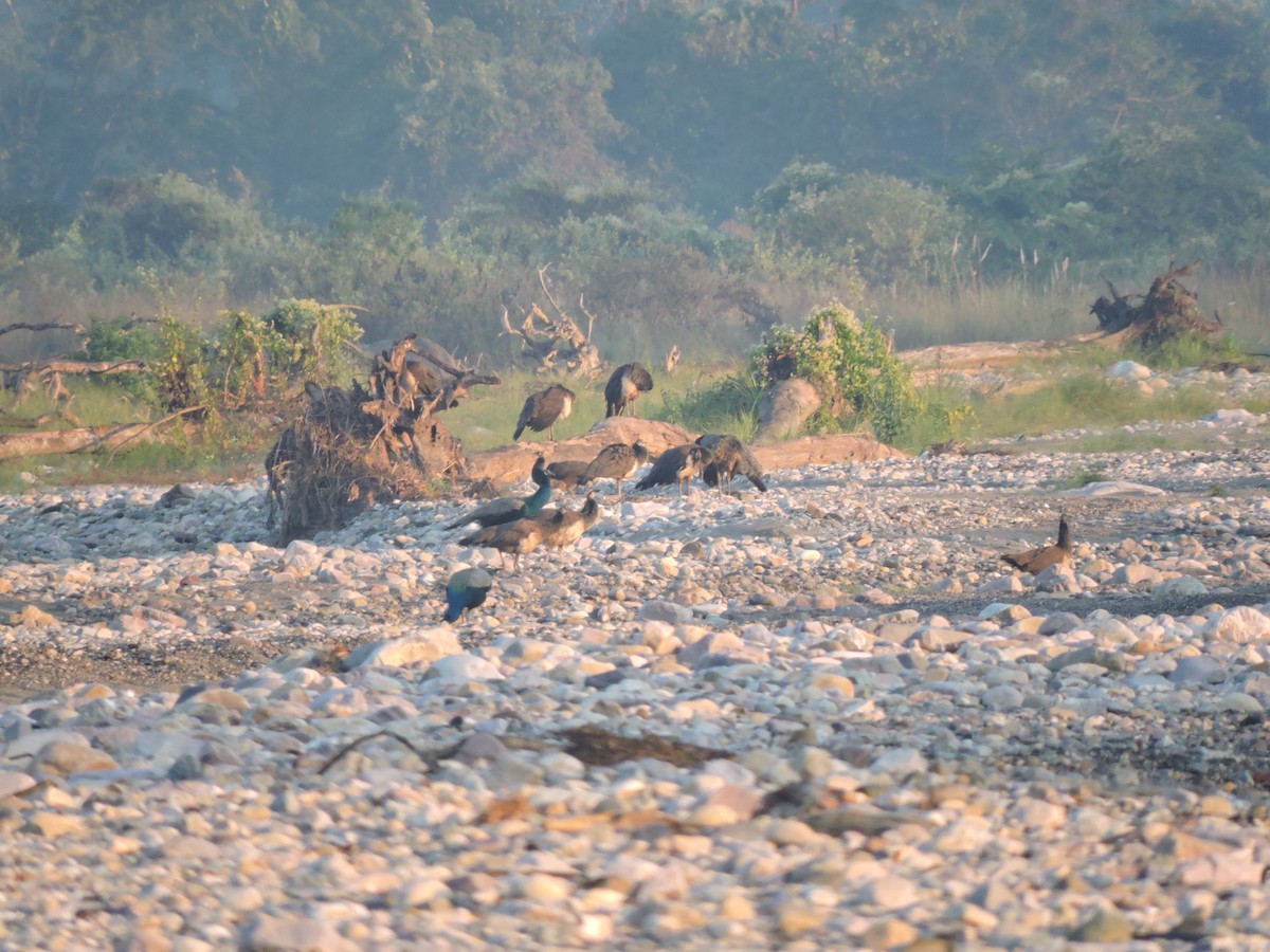 Indian Peafowl - ML127583021