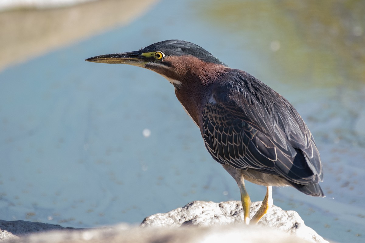 Green Heron - ML127583161