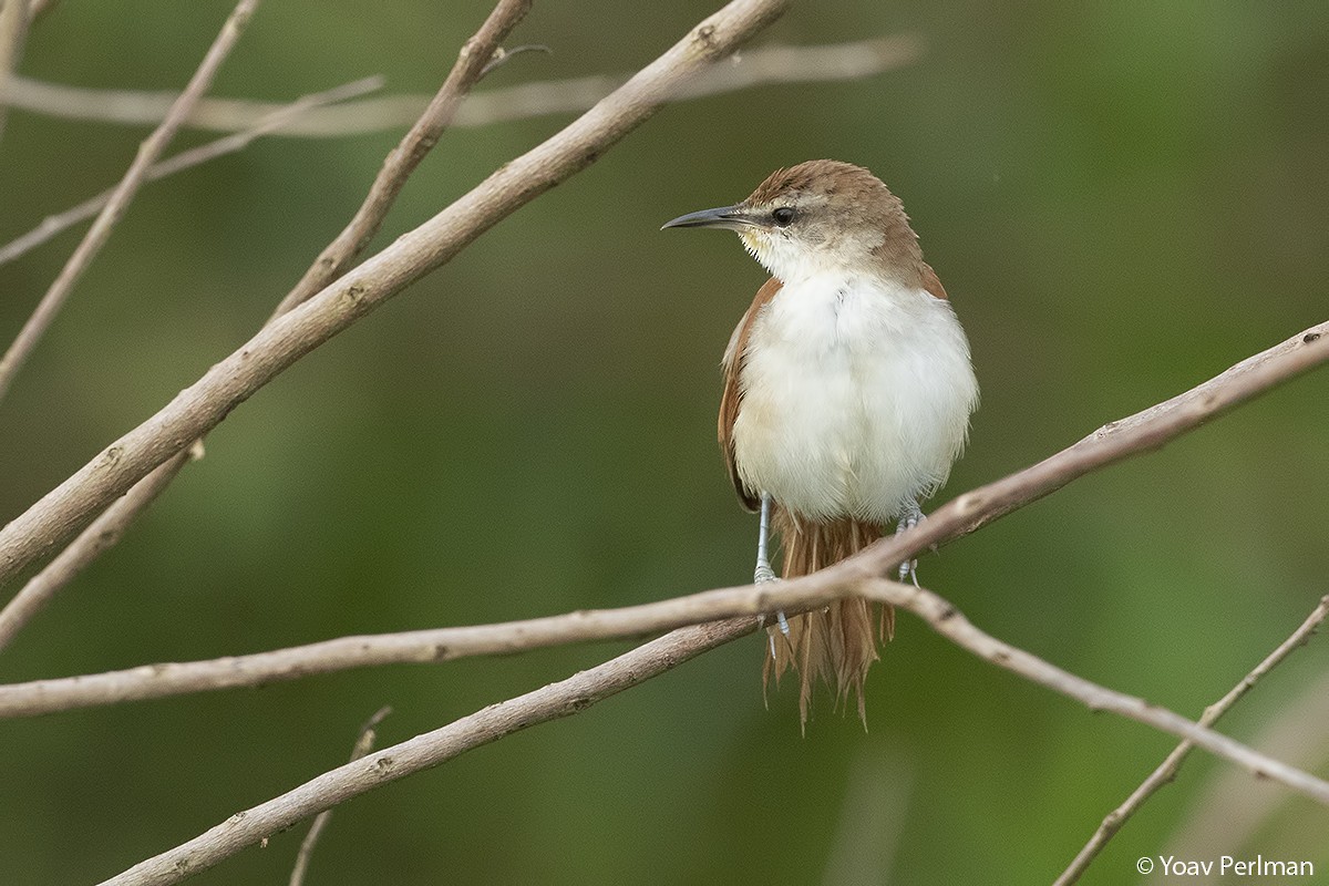 Yellow-chinned Spinetail - Yoav Perlman