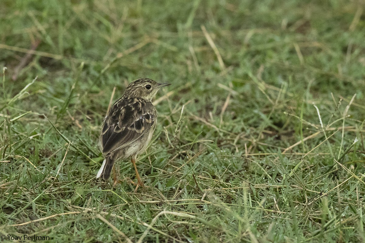 Yellowish Pipit - Yoav Perlman