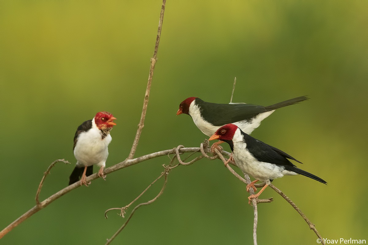 Yellow-billed Cardinal - Yoav Perlman