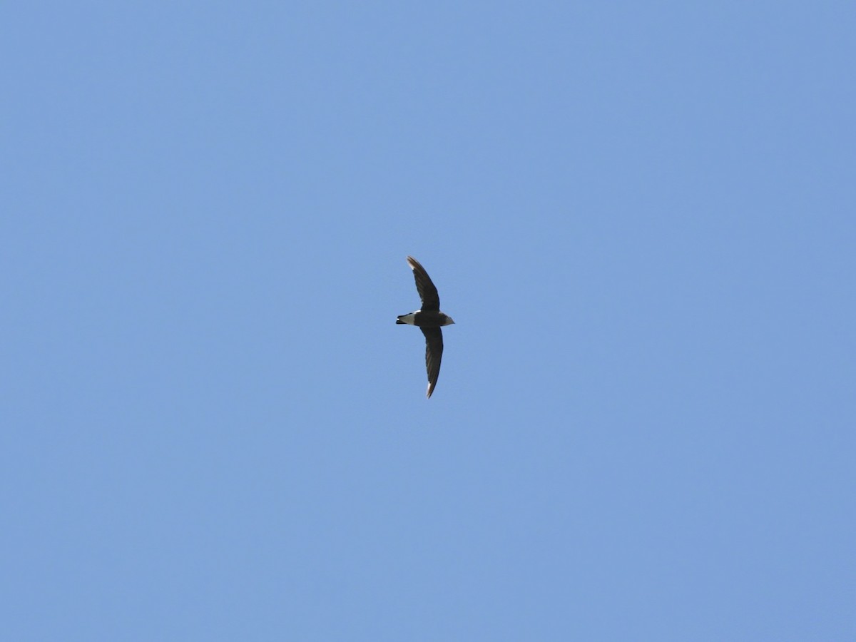 White-throated Needletail - Anonymous