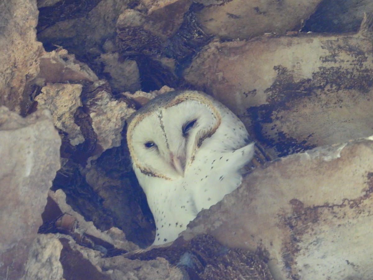 Barn Owl - Ken Crawley