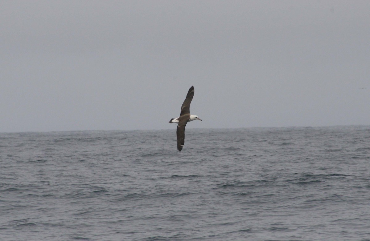 Albatros de Laysan - ML127591081