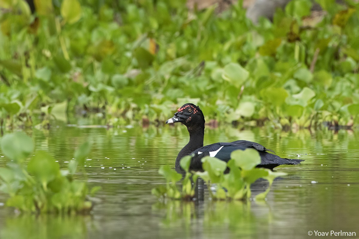 Muscovy Duck - Yoav Perlman