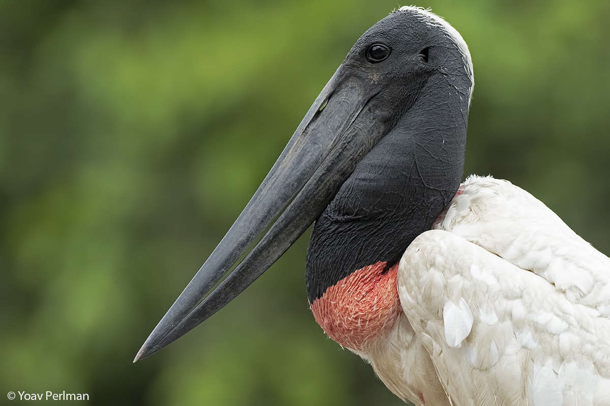 čáp jabiru - ML127591861