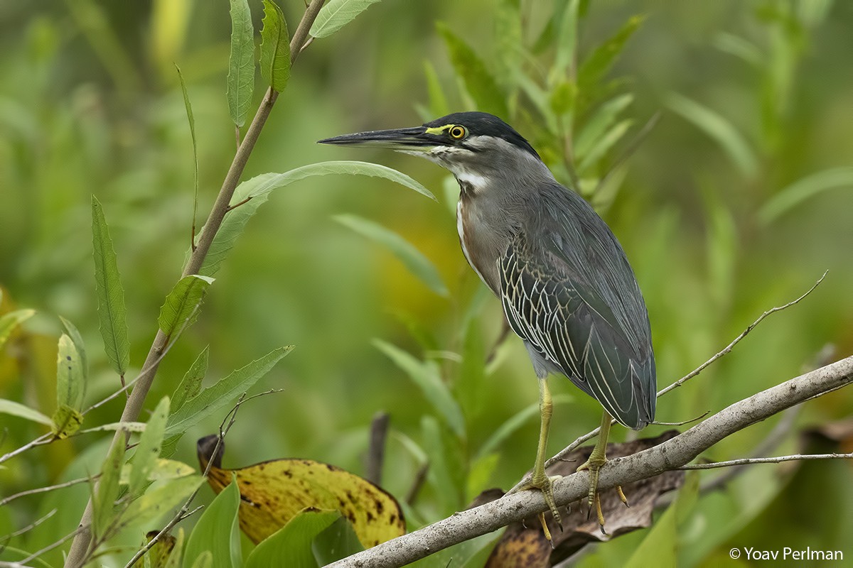 Striated Heron - Yoav Perlman