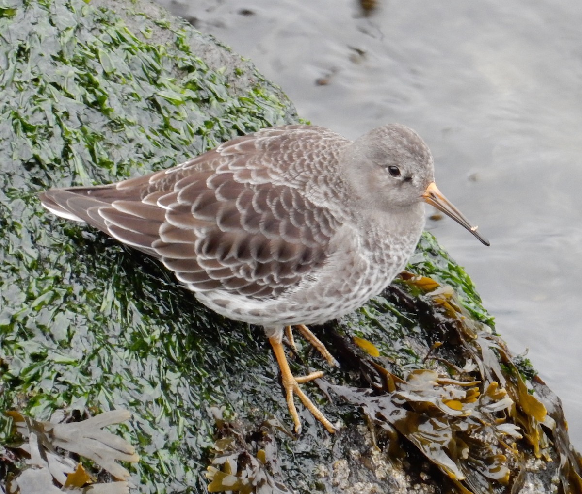 Purple Sandpiper - ML127593321