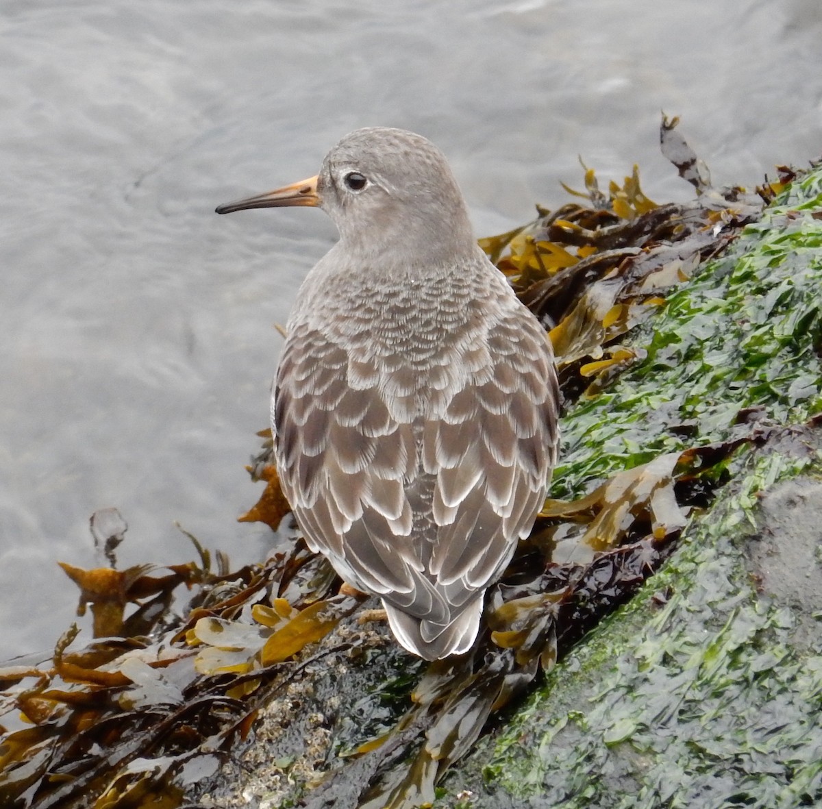 Purple Sandpiper - ML127593341