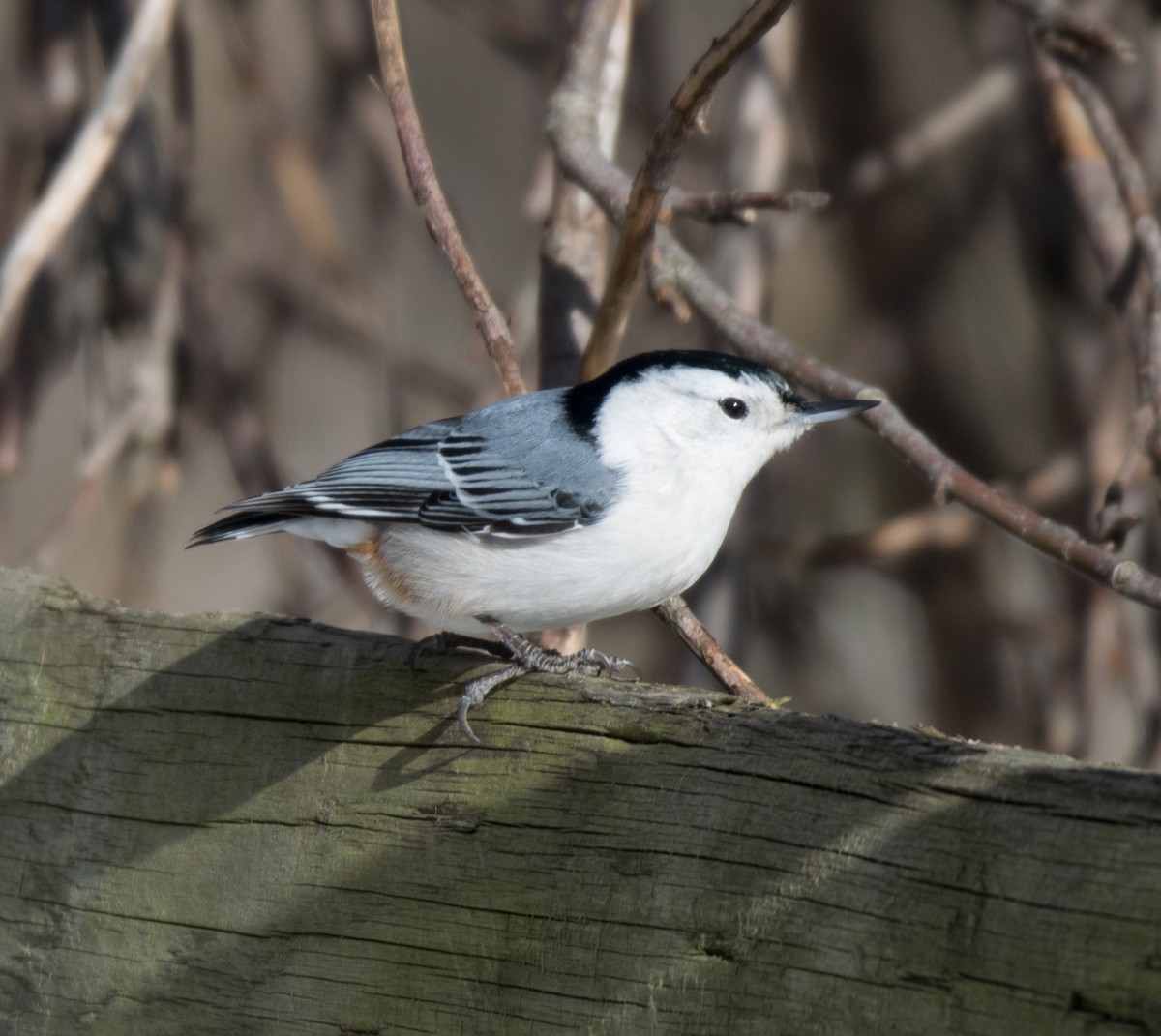 White-breasted Nuthatch - Erin Avram