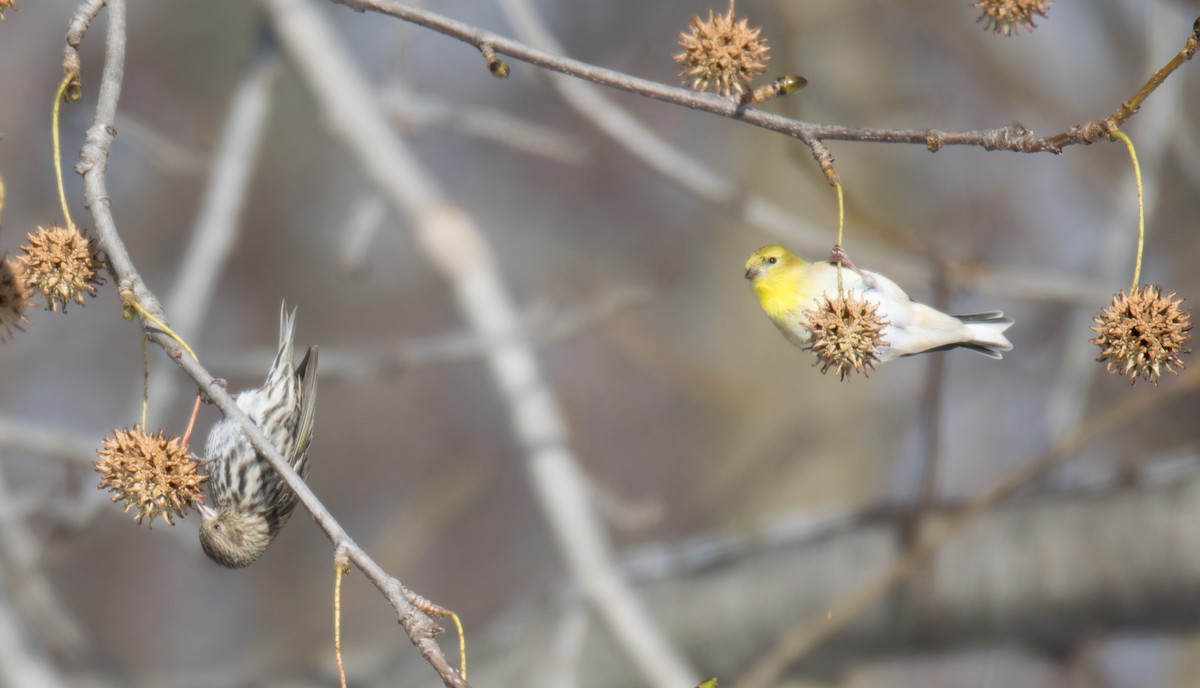 American Goldfinch - ML127593731