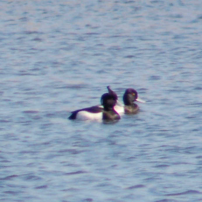 Tufted Duck - Hans Holbrook