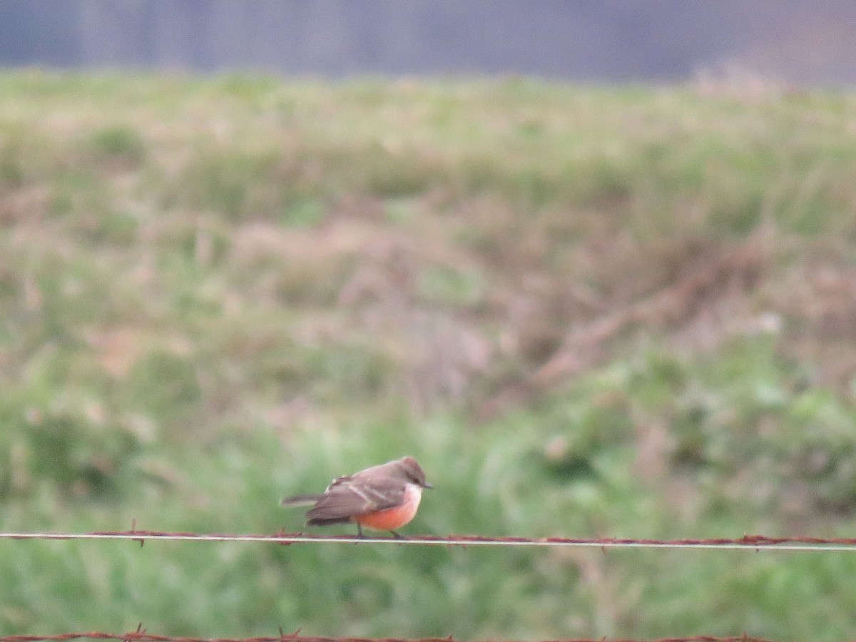 Vermilion Flycatcher - ML127594991