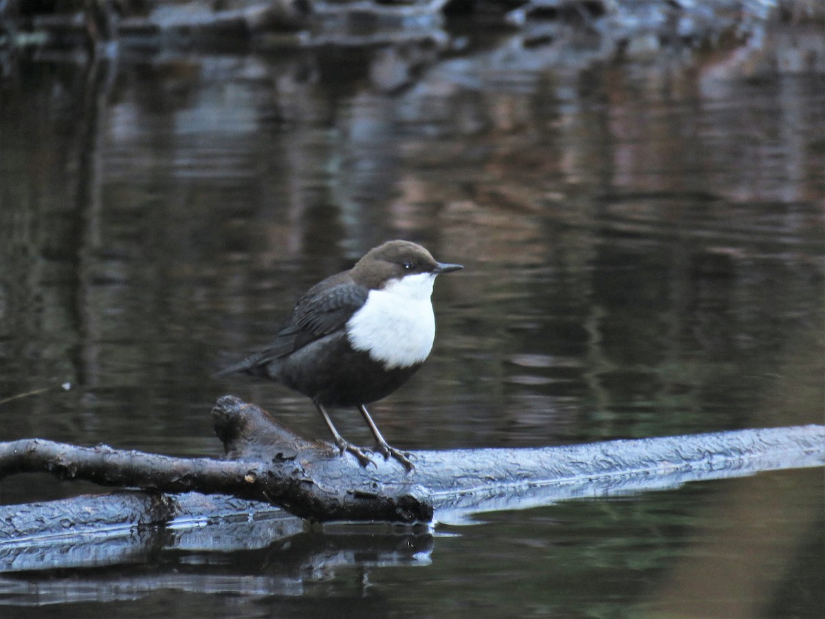 White-throated Dipper - ML127595671