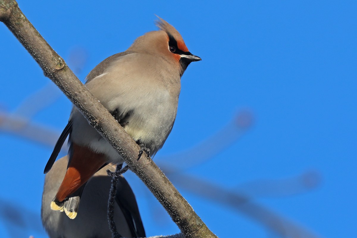 Bohemian Waxwing - ML127595951