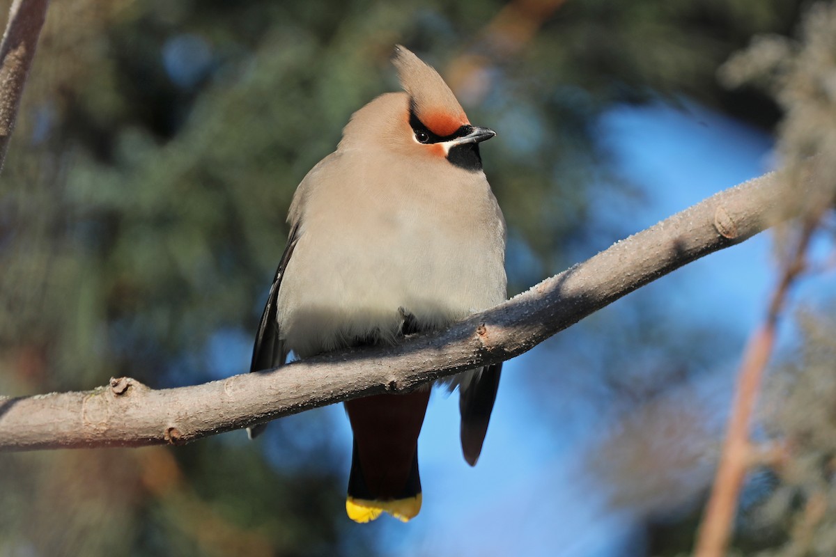 Bohemian Waxwing - ML127596041