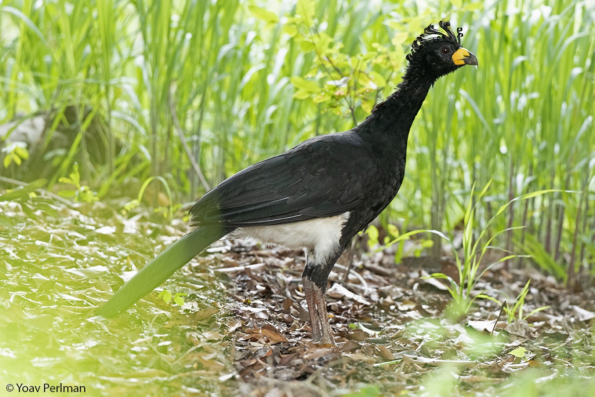 Bare-faced Curassow - Yoav Perlman