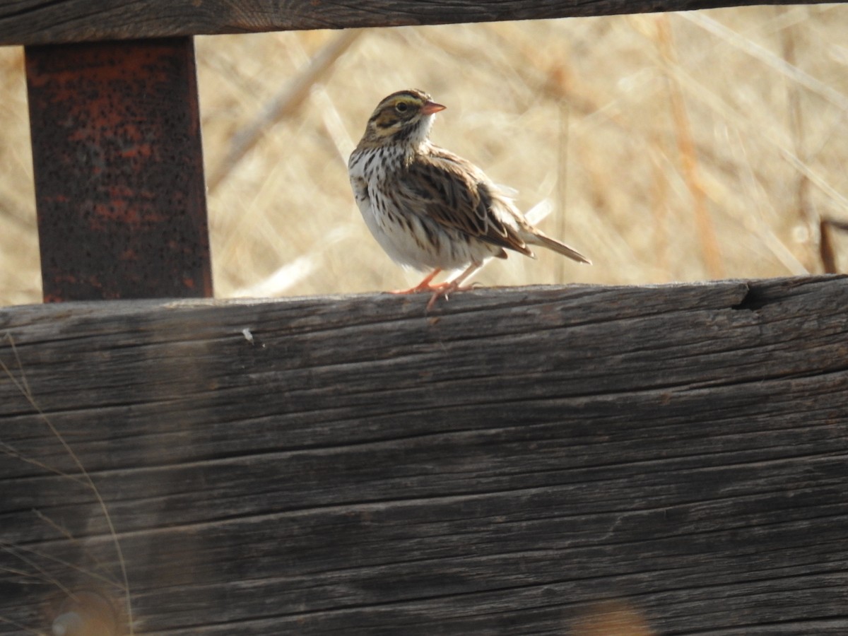Savannah Sparrow (Savannah) - ML127597481