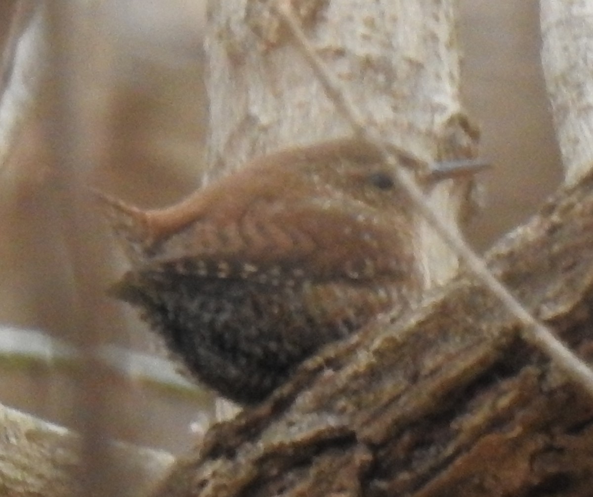 Winter Wren - Mike Thelen