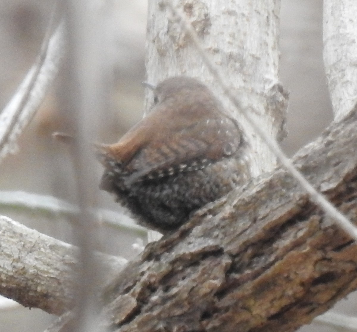 Winter Wren - Mike Thelen