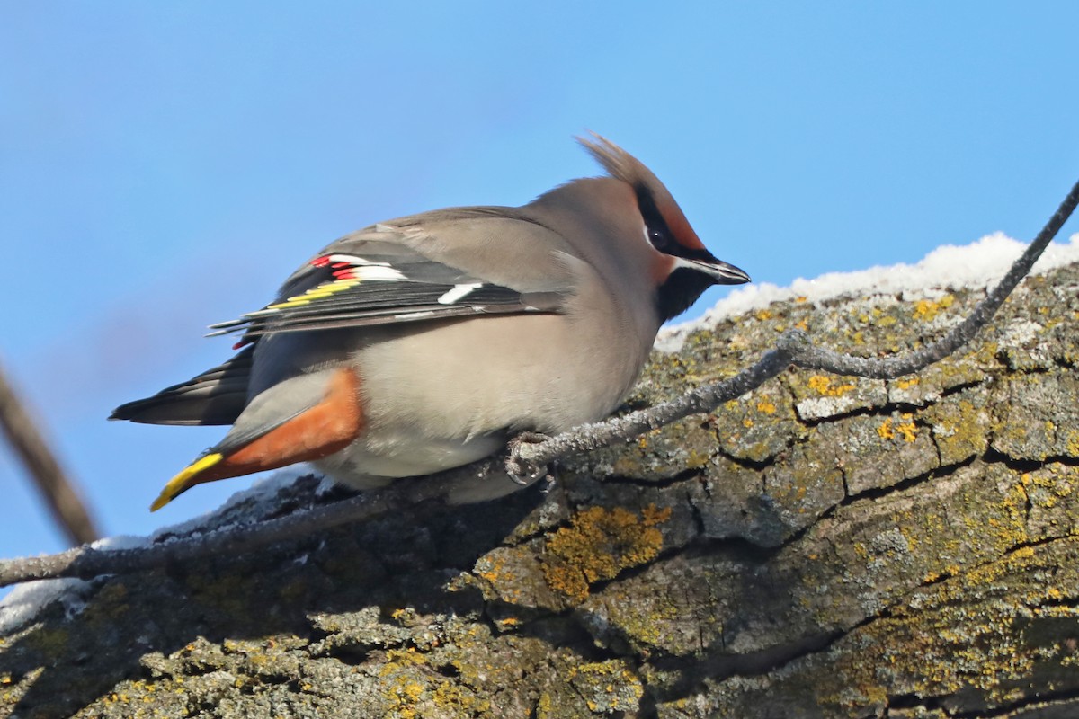 Bohemian Waxwing - Daniel Jauvin