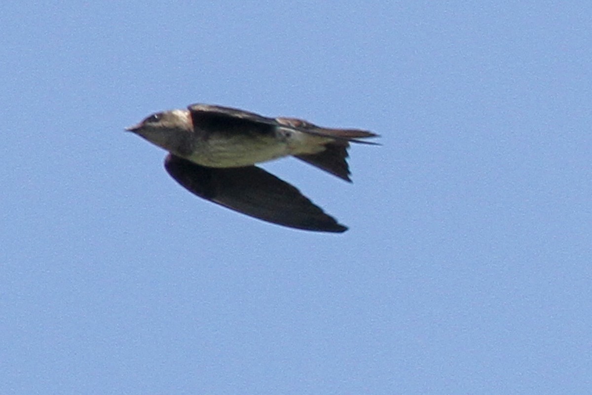 Purple Martin - Jeffrey Offermann